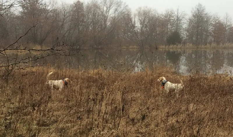 Southeastern Pennsylvania Bird Dog Club 11-8-25 results
