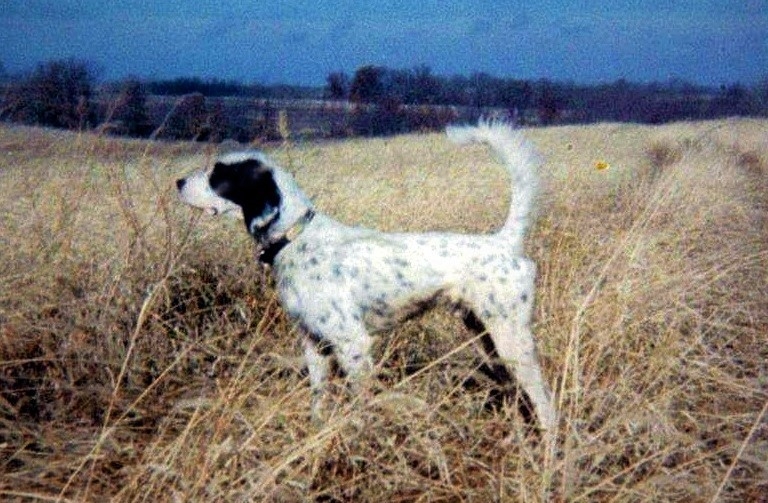 Southeastern Pennsylvania Bird Dog Club 5-23-26 results