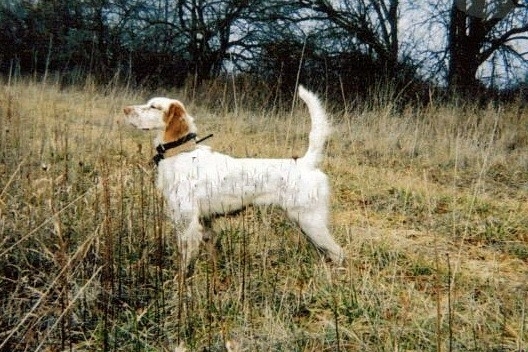 Sumter Bird Hunters / John Everett trial results 4-11-26